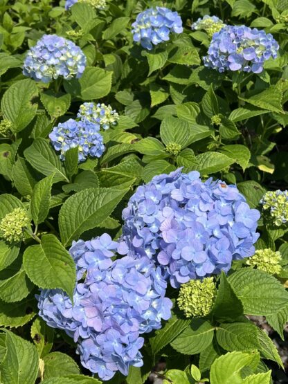 Hydrangea Nikko Blue - Image 2