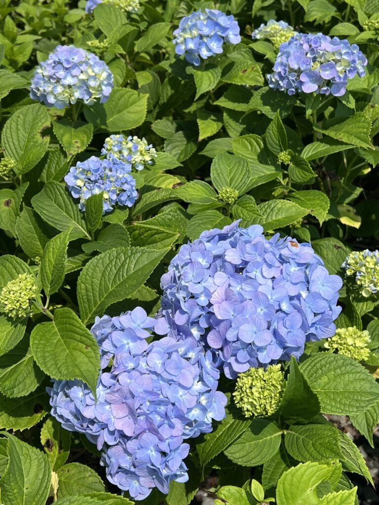 Hydrangea Nikko Blue - Stadler Nurseries