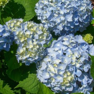Close-up of large, blue, ball-shaped flowers and green leaves