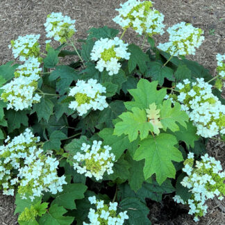 Blooming shrub with white, cone-shaped flowers and oak leaf-shaped leaves planted in mulch