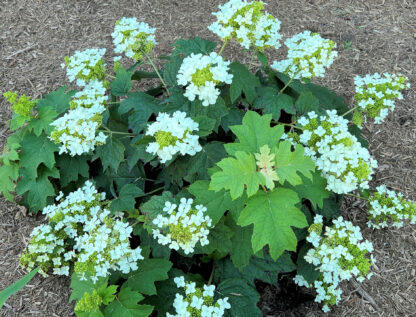 Blooming shrub with white, cone-shaped flowers and oak leaf-shaped leaves planted in mulch