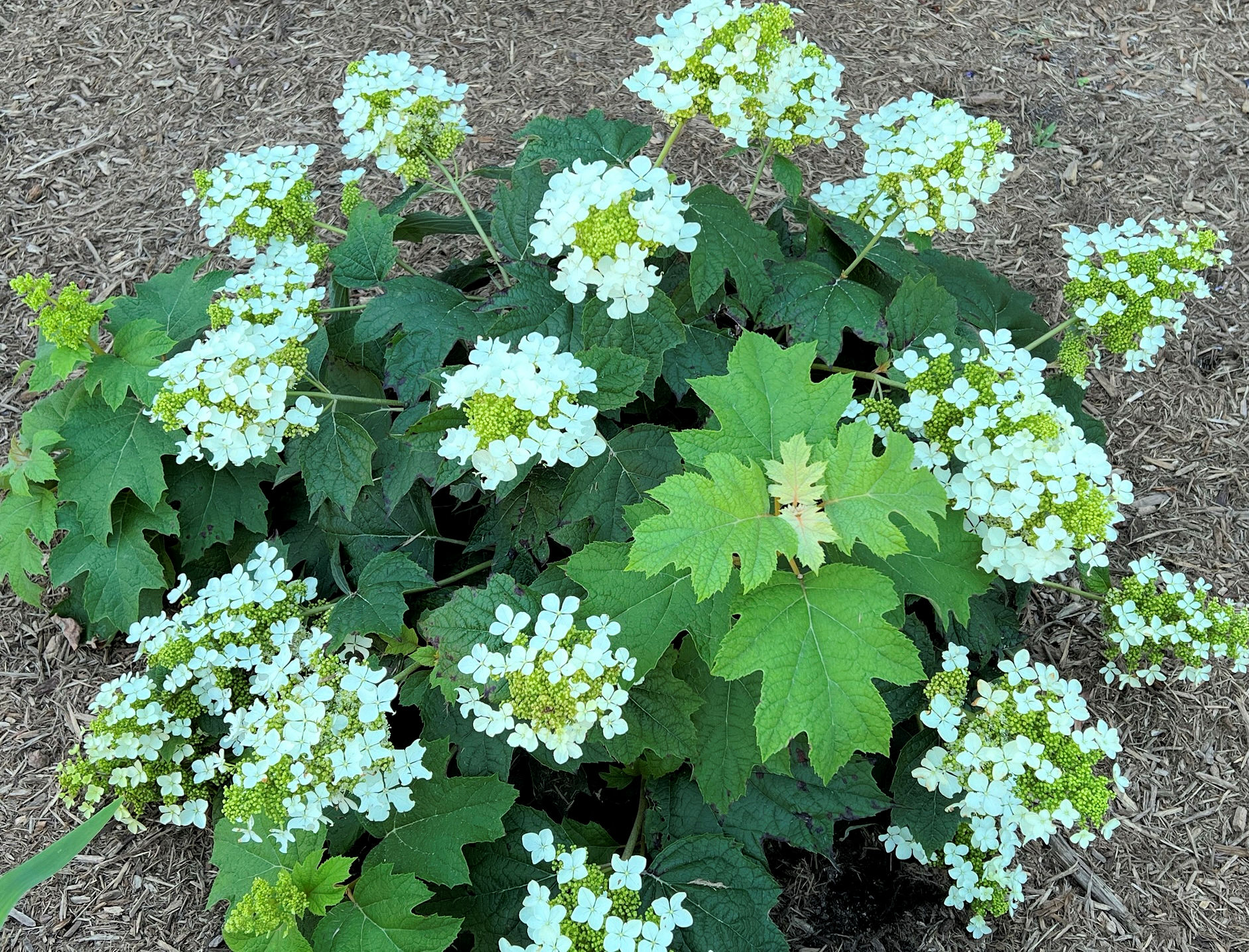 Image of Pee Wee hydrangea shrub in bloom