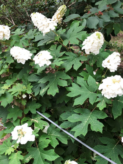 Close-up of large, white, cone-shaped flowers and large green leaves in garden