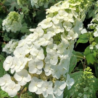 Close-up of large, white, cone-shaped flowers