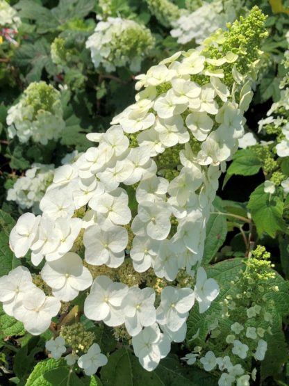 Close-up of large, white, cone-shaped flowers