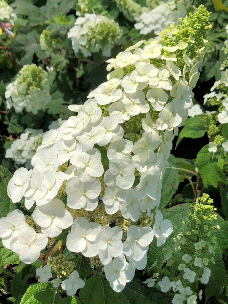 Buy Ruby Slipper Hydrangea Plants Online Stadler Nurseries