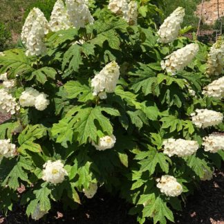 Large shrub with large, white, cone-shaped flowers and big green leaves in garden