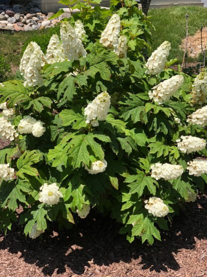 Large shrub with large, white, cone-shaped flowers and big green leaves in garden