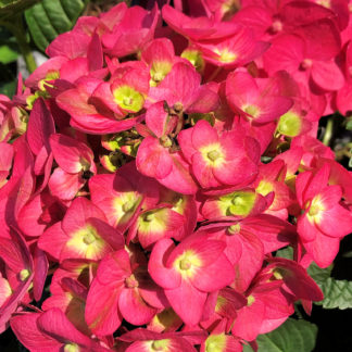 Close-up of large, reddish-pink, ball-shaped flower