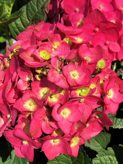 Close-up of large, reddish-pink, ball-shaped flower