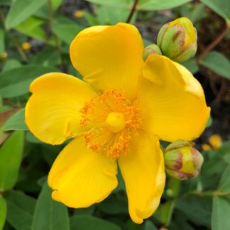 Close-up of bright yellow flower and flower buds