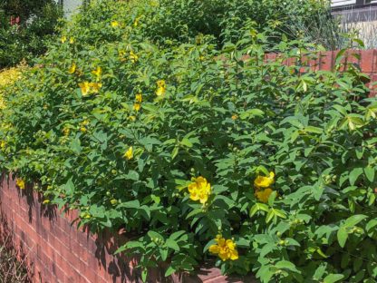 Shrub with arching branches and green leaves and yellow flowers on brick wall