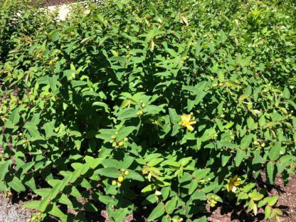 Shrub with arching branches and green leaves