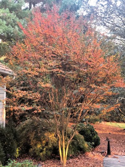 Mature tree with multiple trunks and orangish leaves in garden