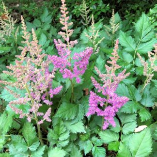 Plumes of purple flowers rising above green leaves