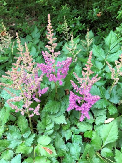 Plumes of purple flowers rising above green leaves