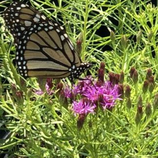 Monarch butterfly resting on pink flowers with surrounded by grass-like foliage