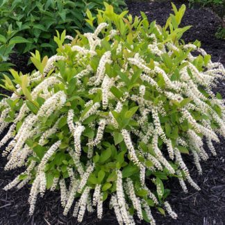Compact shrub with green leaves and tube-like white flowers planted in brown mulch
