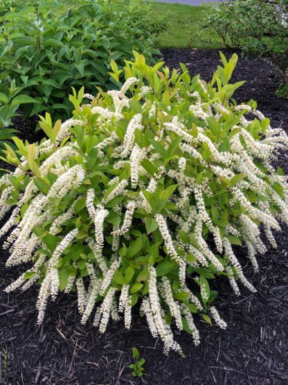 Compact shrub with green leaves and tube-like white flowers planted in brown mulch