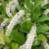 Close-up of white tube-like flowers blooming on green leaves with reddish stems