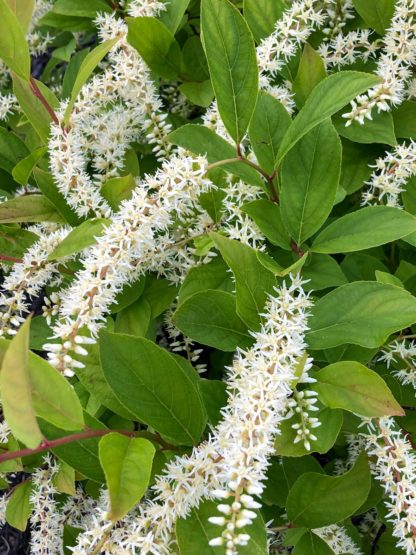 Close-up of white tube-like flowers blooming on green leaves with reddish stems