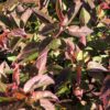 Close-up of red, purple and green leaves