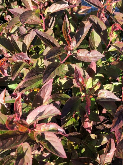 Close-up of red, purple and green leaves