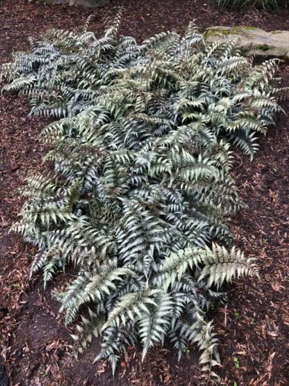 Grouping of ferns with silvery-green leaves planted in garden with stone