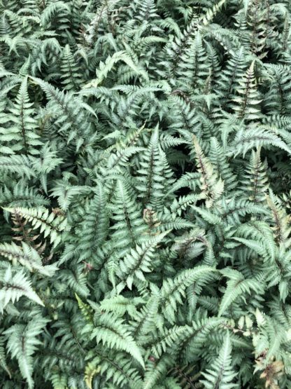 Mass of fern leaves that are silvery-green