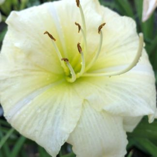 Large, cupped, creamy-white flower with yellow stamens surrounded by grass-like foliage