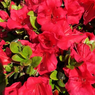 Close-up of red azalea flowers surrounded by green leaves