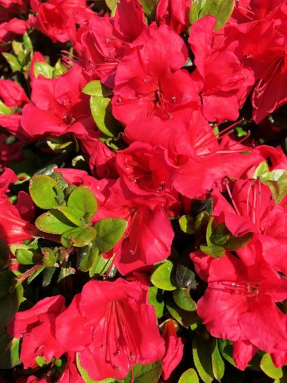 Close-up of red azalea flowers surrounded by green leaves