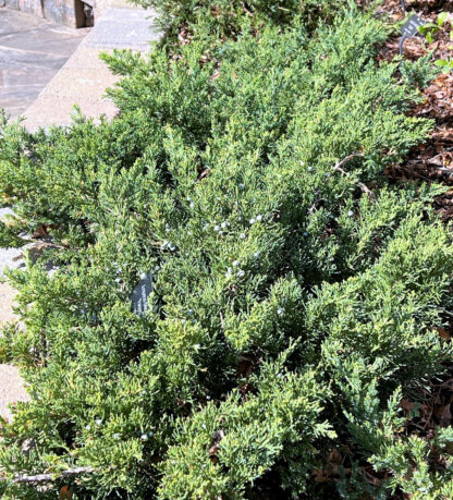 Low green-needled shrub growing along wall