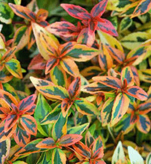 Detail of small brightly colored leaves of green, red orange and yellow