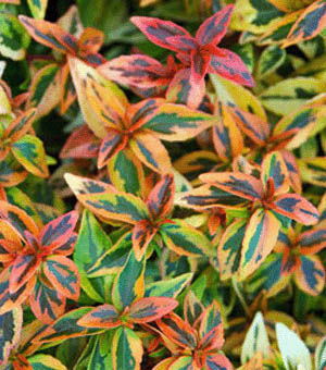 Detail of small brightly colored leaves of green, red orange and yellow