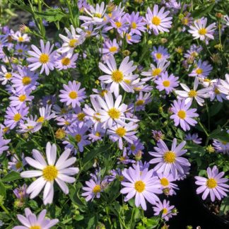 Masses of light purple, daisy-like flowers with yellow centers