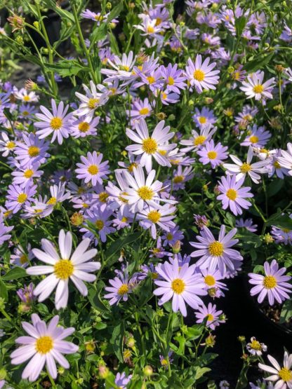 Masses of light purple, daisy-like flowers with yellow centers