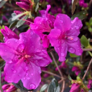 Bright purple flowers with water droplets