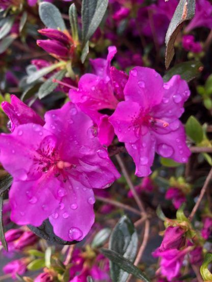 Bright purple flowers with water droplets