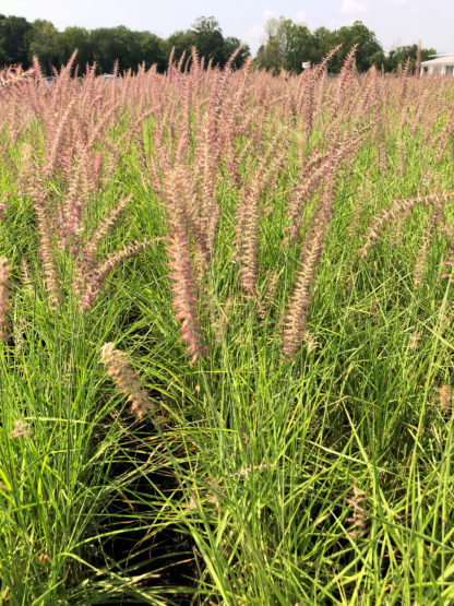 Nursery field of grasses with rosy-pink plumes