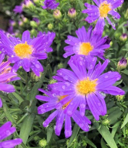 Purple daisy-like flowers with rain drops