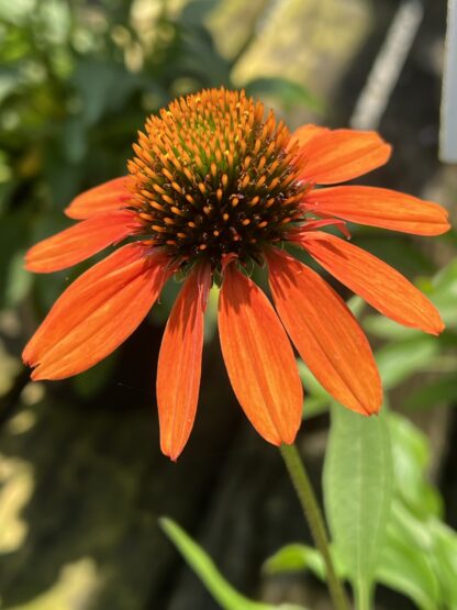 Coneflower KISMET® Intense Orange - Image 2