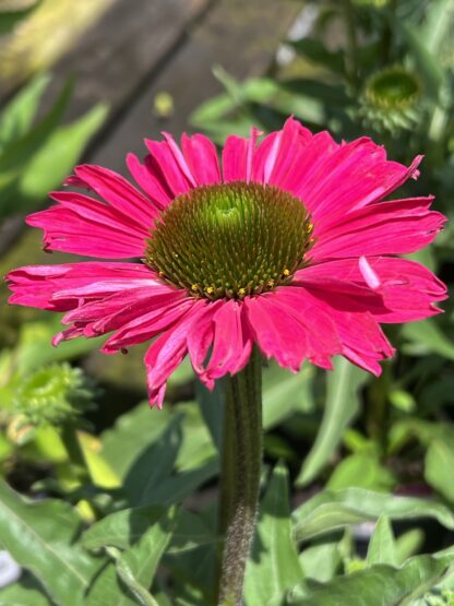Coneflower KISMET® Raspberry - Image 2