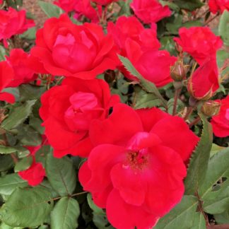 Close-up of bright red roses surrounded by green leaves and flower buds