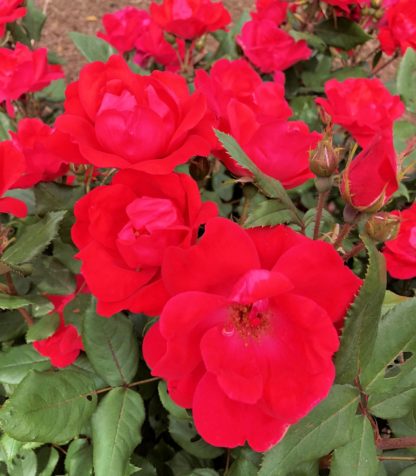 Close-up of bright red roses surrounded by green leaves and flower buds