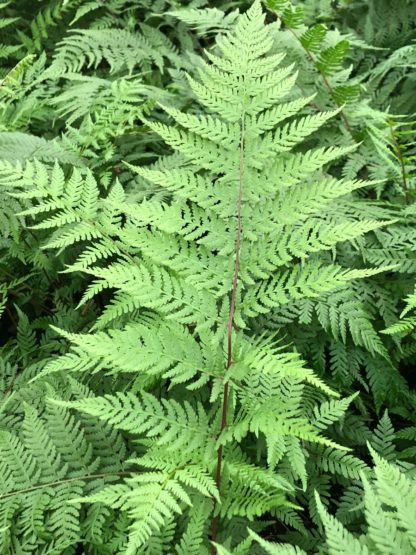 Light-green fern leaves