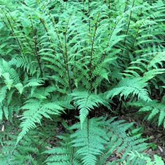 Large fern plants with green leaves and dark stems in woods