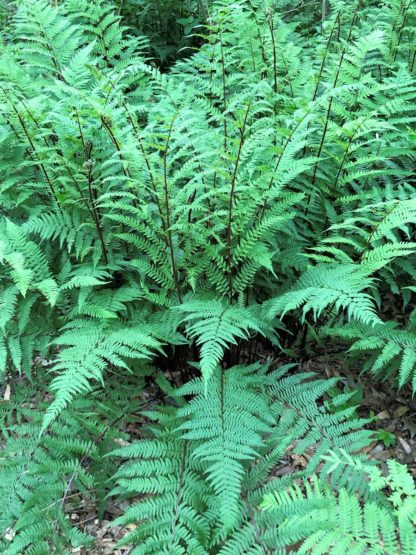 Large fern plants with green leaves and dark stems in woods