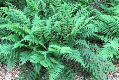 Large fern plants with green leaves and dark stems in woods