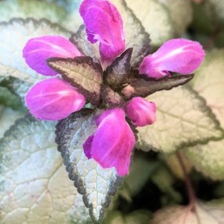 Close-up of small green and silvery-white variegated leaves and small purple flower